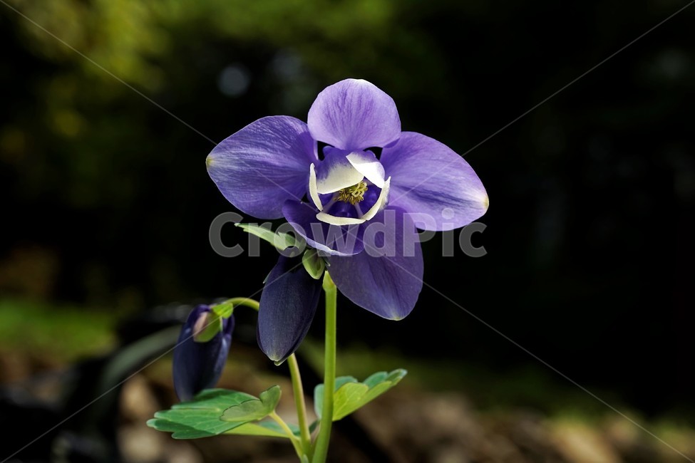 매발톱꽃,봄,만개,aquilegia,bud,columbine