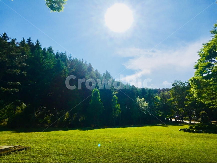 자연,해,나무,잔디,하늘,여름,풍경,자연,풍경,nature,landscape,outdoors,옥외,grassland,목초지,field,들,farm,농장,rural,농촌,meadow