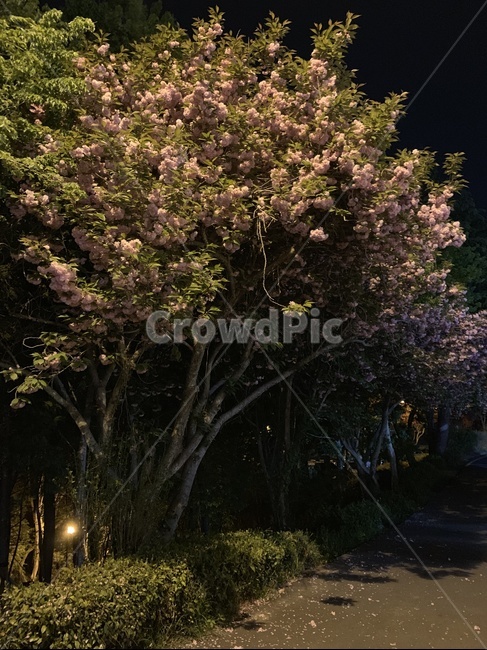 겹벚꽃,꽃,doublecherrytree,flower,밤촬영,밤겹벚꽃,night,nightdoublecherrytree