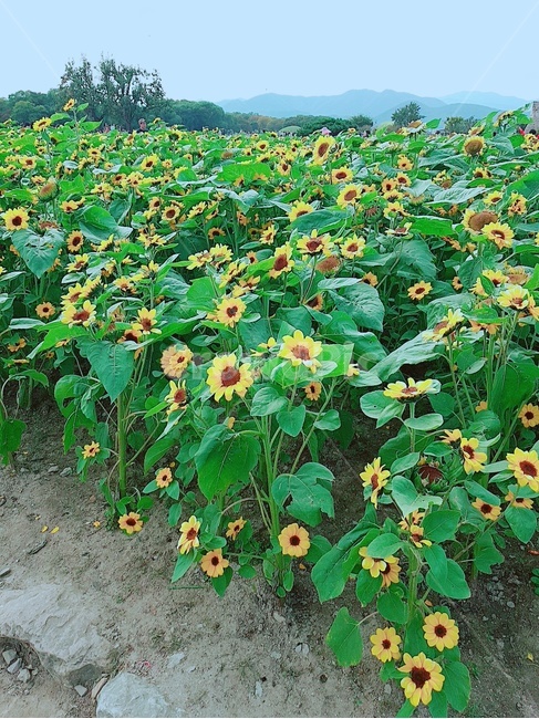꽃,해바라기,여름,노랑,초록,풍경,맑음,식물,자연,plants,nature,꽃,flower