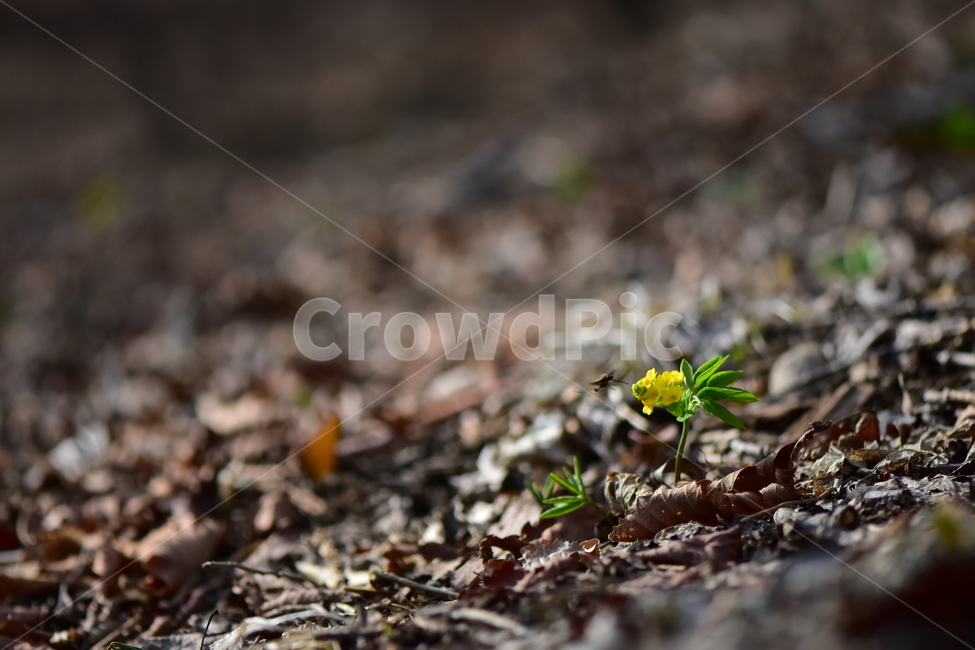 한계령풀,야생화,봄,꽃,풀꽃,자연,식물,식생,plants,nature,spring,season,flower