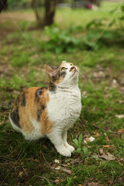 고양이,숲,나무,삼색고양이,풀,자연,cat,동물,animal,포유류,mammal,고양이,cat,kitten,kitty