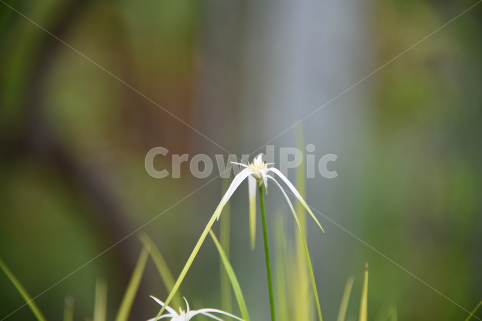 꽃,자연,식물,야생화,nature,flower,감성,feeling,배경,백그라운드