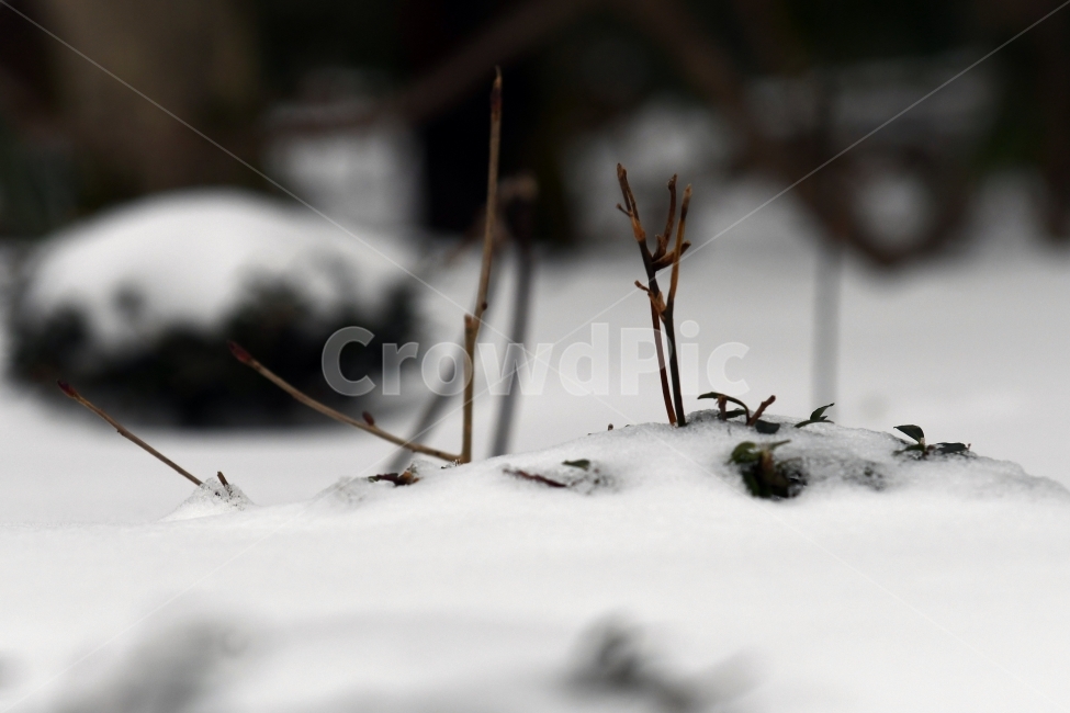 겨울,풍경,한라산,눈,겨울산,눈꽃,제주도,상고대,나무,서리,겨울,계절,winter,season