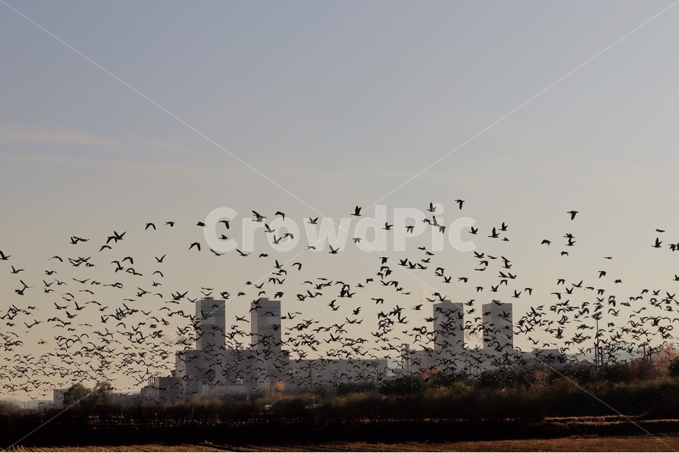 기러기,철새,가을,들녘,들판,동물,animal,조류,새,birds