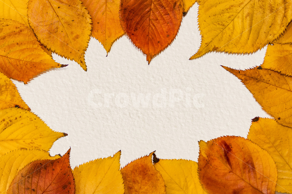 단풍잎,나뭇잎,가을,잎,낙엽,식물,autumn,leaf,leaves,maple,fall,plant,계절,season,가을,계절,fall,autumn,season,식물,자연,plants,nature