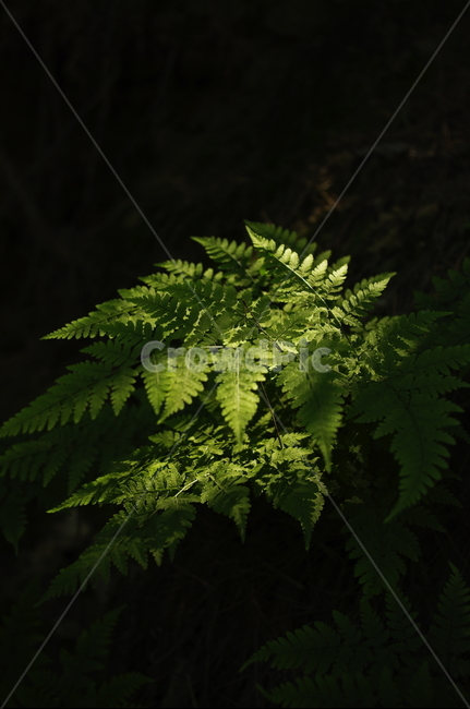 초록,잎,나무,식물,plant,자연,nature,빛,식물,자연,plants,nature