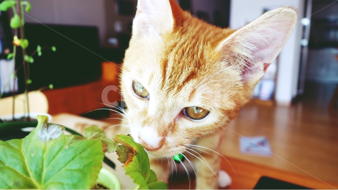 고양이,cat,pet,동물,화분,동물,animal,포유류,mammal,고양이,cat,kitten,kitty