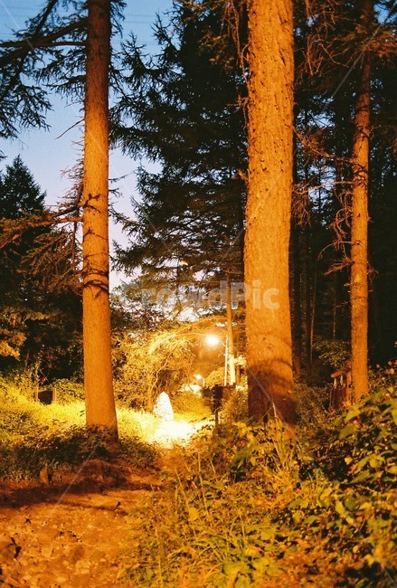 숲,자연,가로능,돌탑,woodland,nature,naturalscenery,streetlight,stonetower,자연,풍경,nature,landscape,야경,밤,nightscape,night,flare,플레어,light,빛,tree,나무,plant,식물