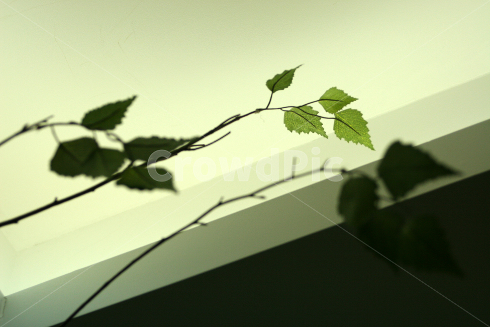 나뭇잎,잎,plant,식물,leaf
