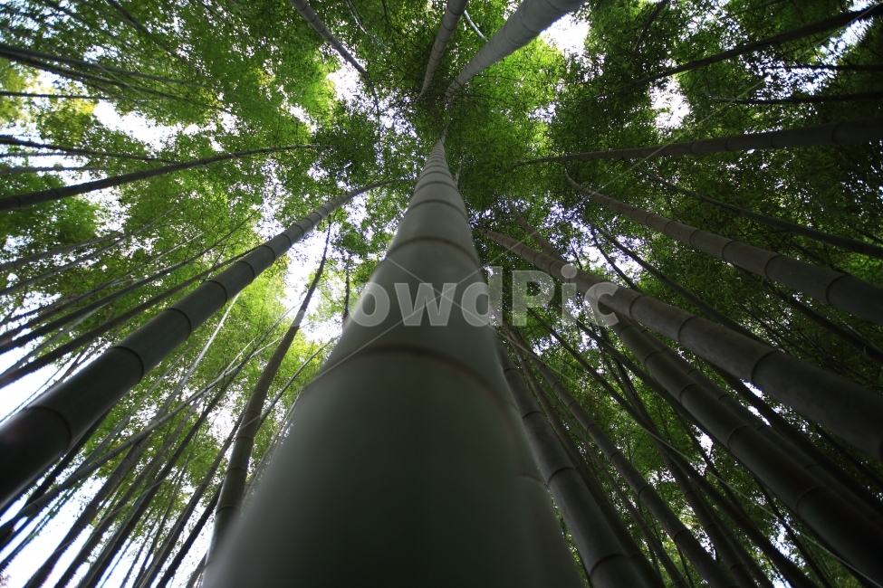 대나무,봄,자연,풍경,광양,식물,자연,plants,nature,나무,trees,wood