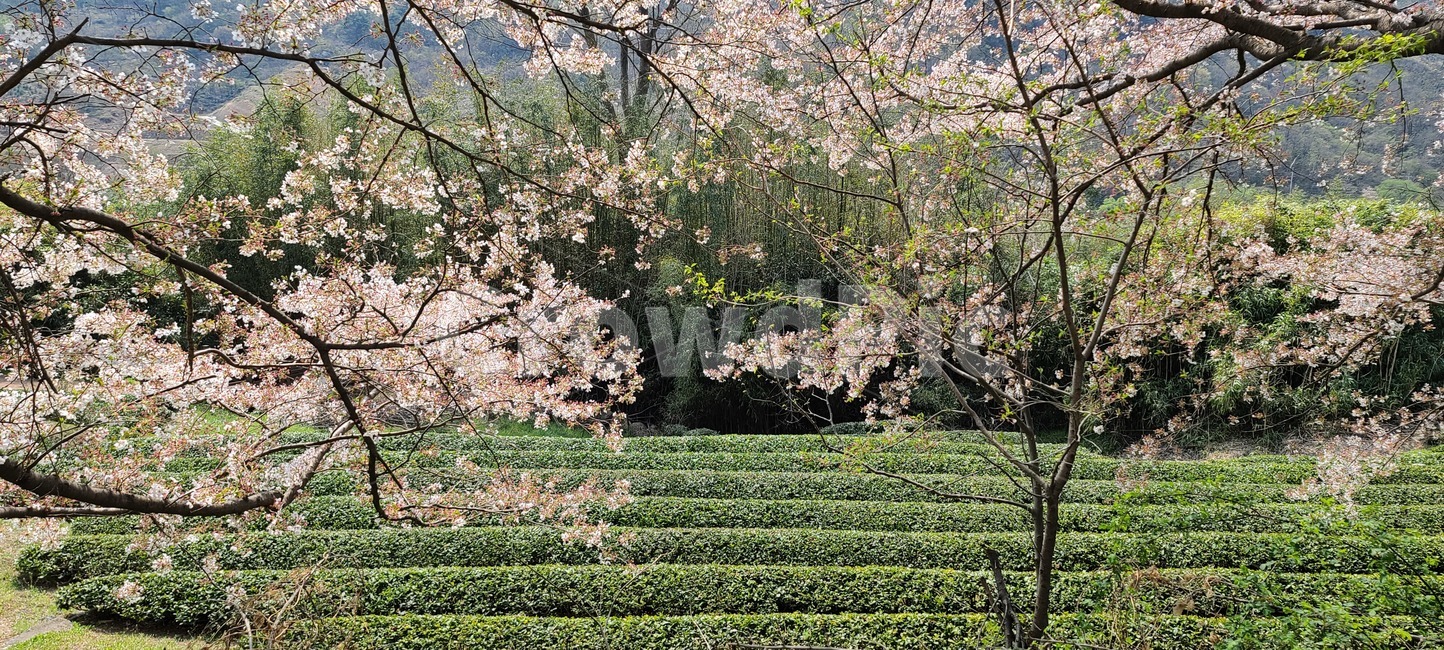 봄,벚꽃,녹차,하동,꽃,분홍,plant,식물,blossom