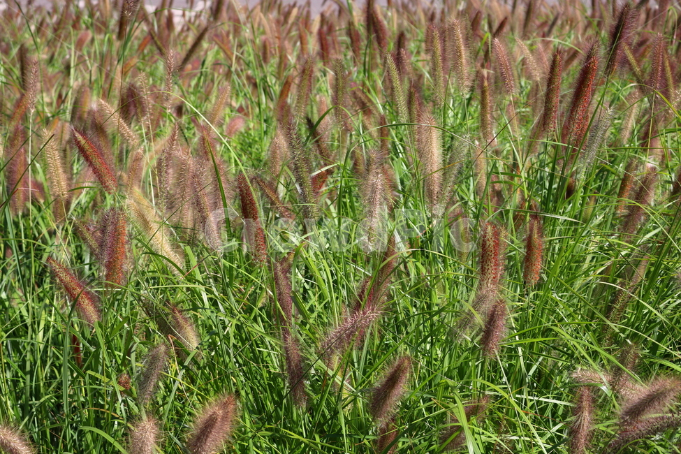 수크령,길갱이,랑미초,식물,벼과,벼과식물,자연,식물,자연,plants,nature