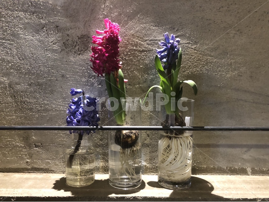 꽃,인테리어,장식,조화,카페,카페풍경,식물,자연,plants,nature,꽃,flower,실내용화초,화분,화초,house plant,인테리어,실내디자인,interior design