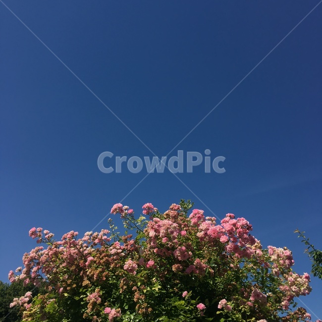 꽃,공원,꽃나무,분홍꽃,하늘,flower,landscape