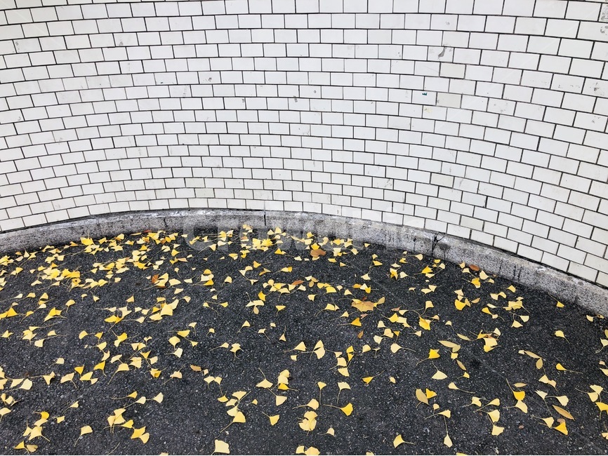 벽,낙엽,타일,하얀색,화이트,노란색,엘로우,가을,계절,fall,autumn,season