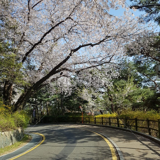 봄풍경,봄,벚꽃,풍경,자연