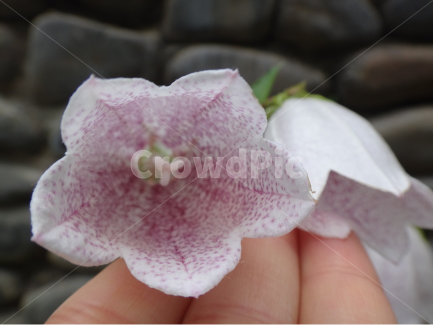 분홍,꽃,하얀색,꽃봉오리,근접촬영,식물,자연,plants,nature,꽃,flower