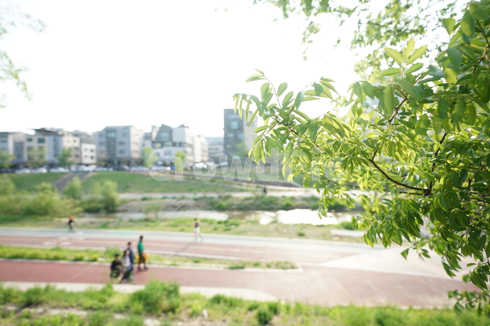 산책,나들이,봄,계절,자연,풍경사진,풍경,봄나들이,봄산책,공원,강변,길,여유,신록,녹색,그린,나무,도시,풍경,city,landscape,한국도시풍경,한국도시경관,korea cityscape,식물,자연,plants,nature,plant