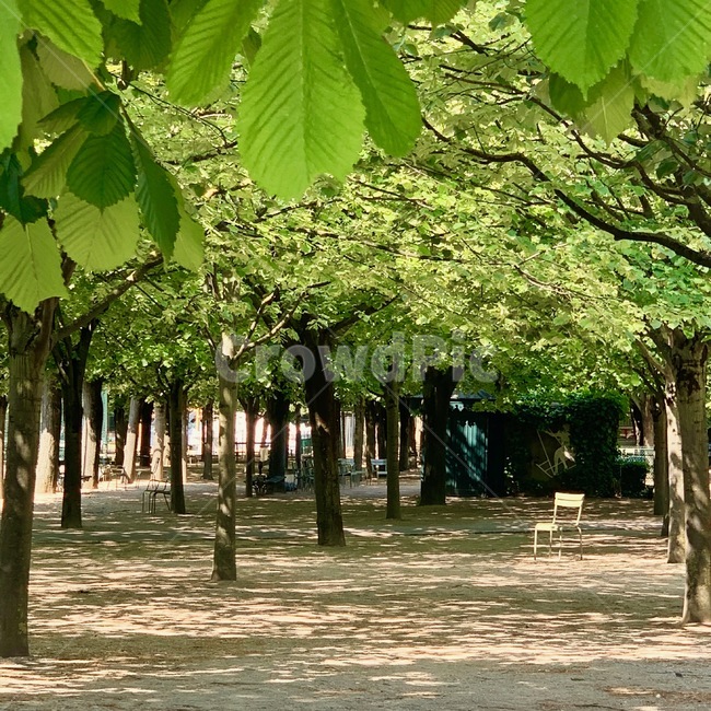 의자,공원,쉼,여유,햇빛,자연,뤽상부르공원,파리,프랑스,유럽,나무,휴식