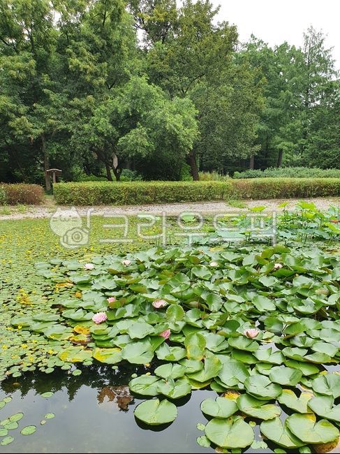Arboretum,lotus leaf,Hongneung Arboretum,plant,Lotus,swamp,lotus field,arboretum,Lily,pond lily,flower