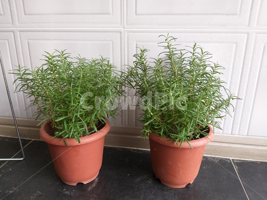 허브,식물,화분,하얀벽,향기,herb,plants,flowerpot,smell,whitewall,로즈마리,green,healing,힐링