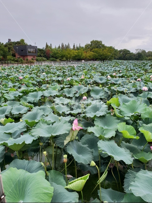 풍경,비온뒤,나들이,연꽃,보라색,초록색,여유,힐링,꽃,식물,자연,plants,nature
