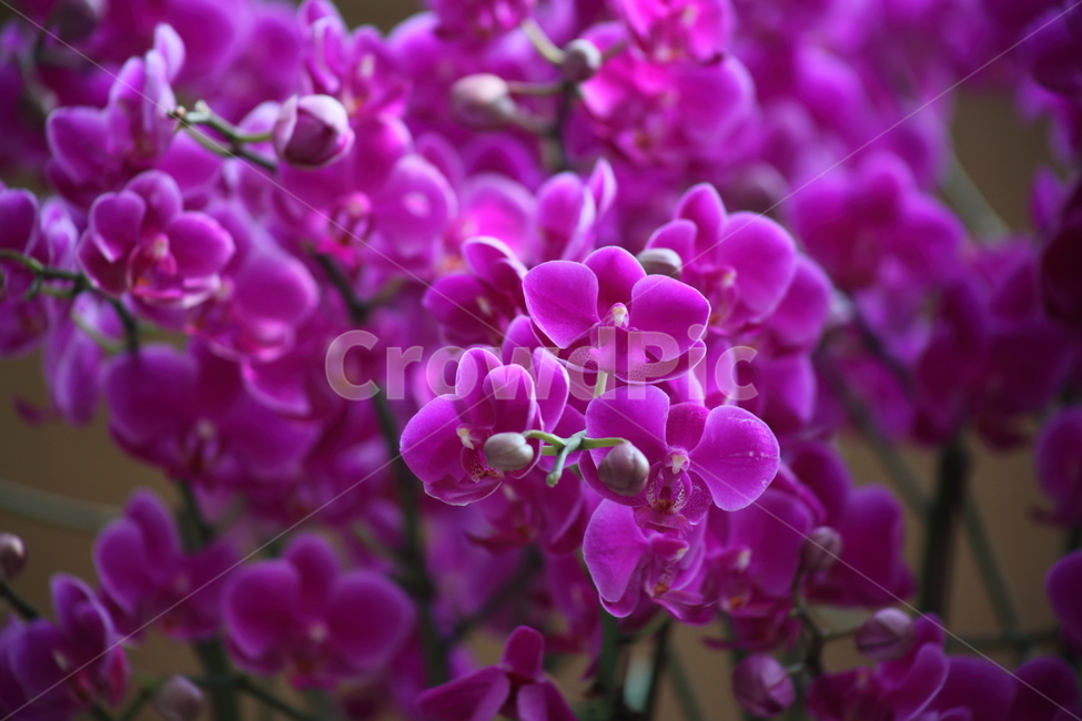 호접란,팔레놉시스,꽃,식물,phaelenopsis,식물,자연,plants,nature,꽃,flower