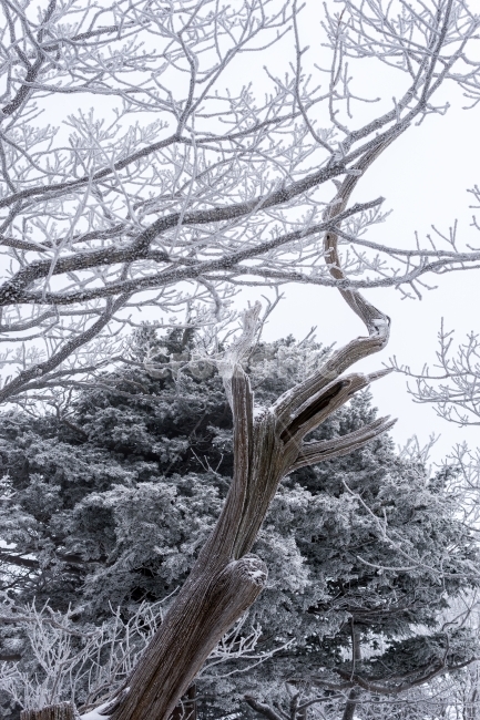 눈꽃,눈,겨울,겨울풍경,풍경,자연,감성,고사목,덕유산,snow,winter,nature,landscape,mountain,tree,겨울,계절,winter,season,자연,풍경,nature,landscape,outdoors,옥외,나무,plant,식물