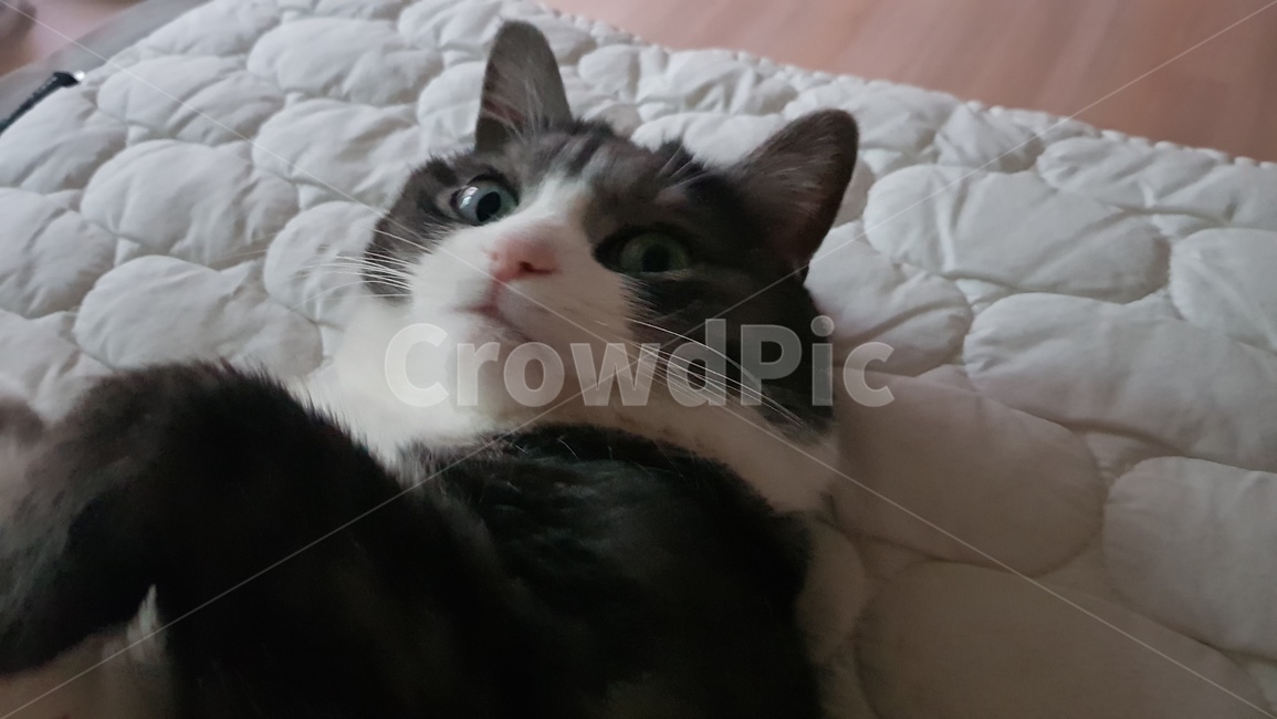 고양이,스코티쉬,cat,집고양이,침대