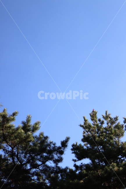 하늘,sky,파란,blue,산,전나무,abies,fir,나무,숲,식물,tree,plant,자연,풍경,nature,landscape