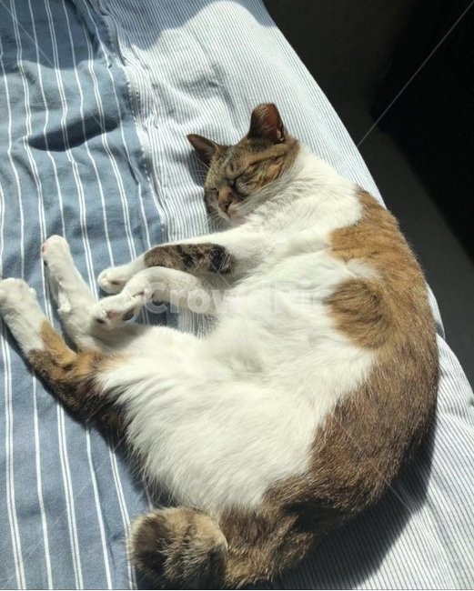 햇살,숙면,낮잠,침대,냥이,코리아숏컷,암컷냥,고양이
