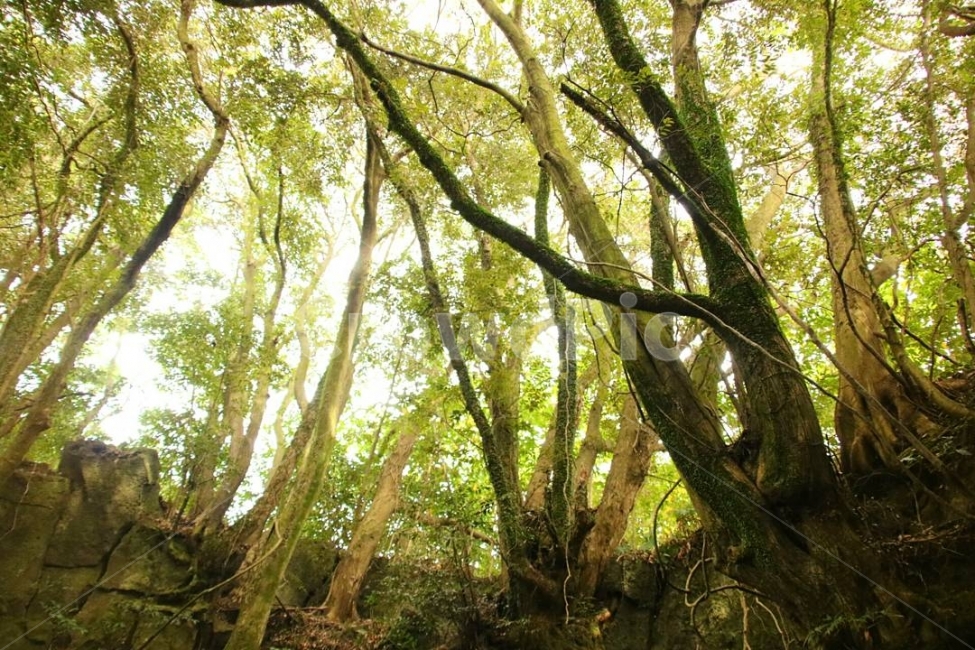 동굴,나무,자연,제주도,일상,여행,숲,자연,풍경,nature,landscape,식물,plants,나무,trees,wood,휴식,힐링,rest,relaxation,healing,vegetation,초목,plant,woodland,삼림지,forest,tree,outdoors,옥외,land,땅,grove,작은 숲,jungle,밀림,rainforest,열대 우림