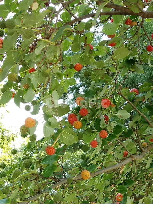 산딸나무,들매나무,미영꽃나무,열매,식물,plant,식물,자연,plants,nature