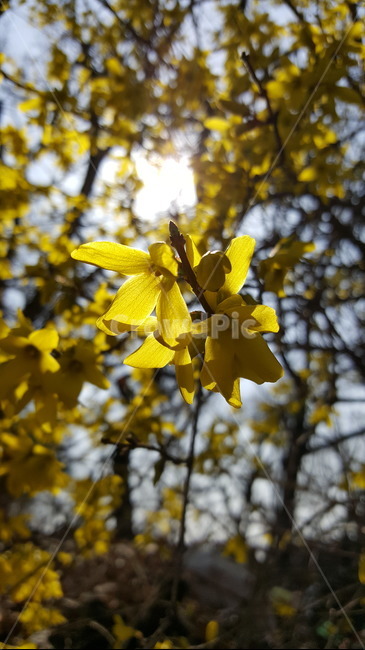 봄,꽃,개나리,봄꽃,노란색,봄,계절,spring,season,식물,자연,plants,nature,꽃,flower,plant