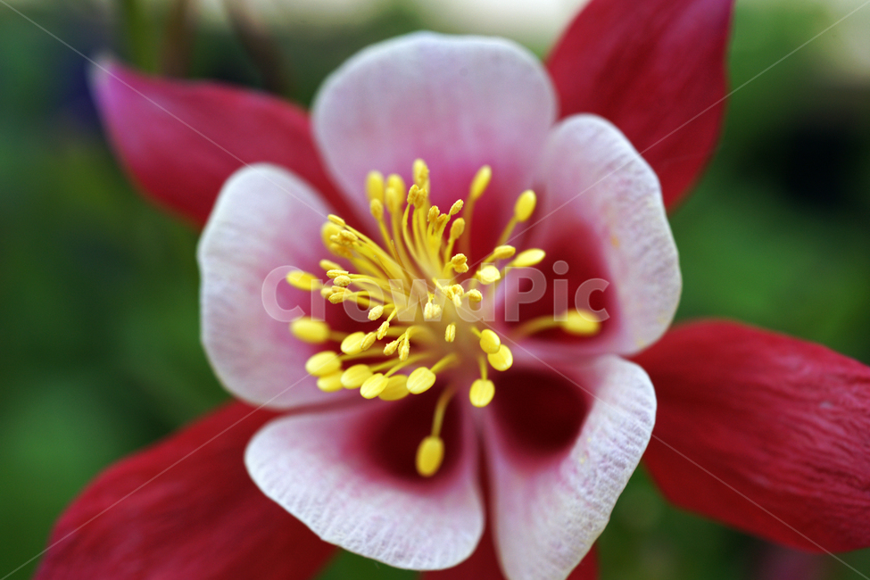 서양매발톱꽃,꽃,화초,flower,식물,관상용,aquilegiajaponicanakaihhara,식물,자연,plants,nature