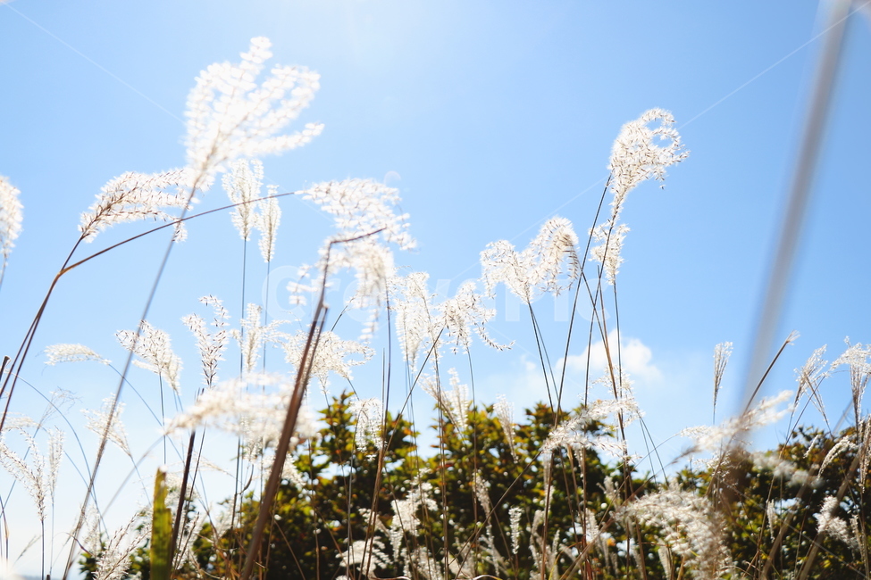 신불산,갈대,억새,갈대밭,억새밭,영남알프스,식물,가을,계절,fall,autumn,season,grass,잔디,plant,lawn,reed