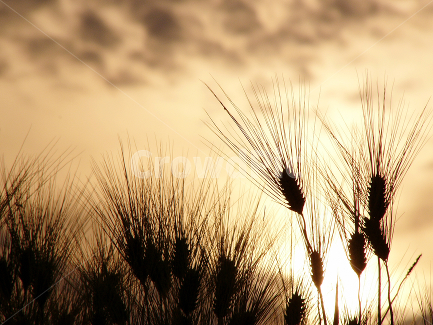 보리,곡식,곡류,보리밭,보리재배,가을,계절,fall,autumn,season,plant,식물,food,음식,grass,잔디,vegetable,야채,grain,곡물