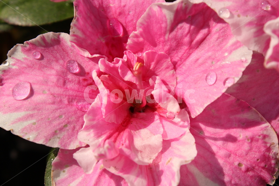꽃,자연,nature,flowers,background,식물,자연,plants,nature,꽃,flower