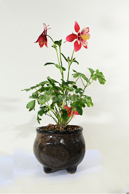 야생화,매발톱,wildflower,꽃,봄꽃,예쁜꽃,실내용화초,화분,화초,house plant