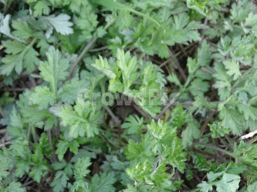 쑥,잡초,쑥국,봄,제철,식물,자연,plants,nature