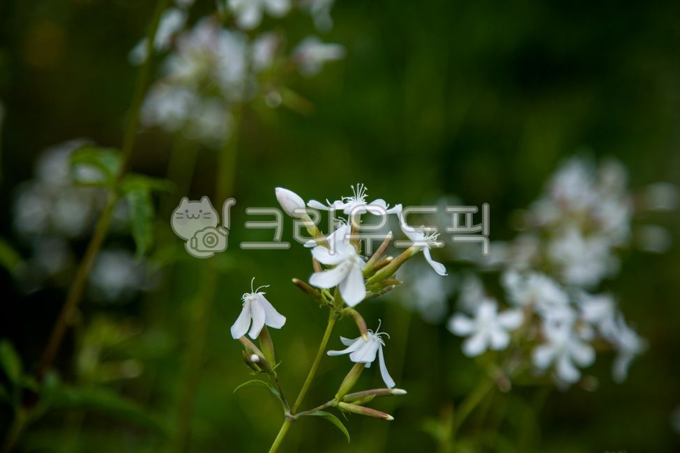 flower,soapwort,bubble wand,plant,flower