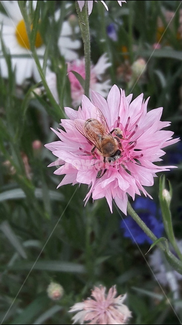 푸른수목원,수레국화,꽃,벌,분홍,식물,자연,plants,nature,꽃,flower,동물,animal,곤충,벌레,insect,bug