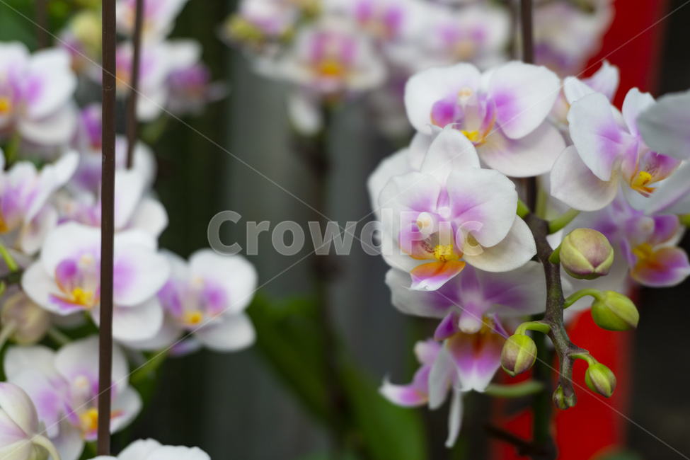 plant,식물,blossom,flower,꽃,줄기,stem,분홍색,pink,휜색,white,식물,자연,plants,nature,꽃,flower