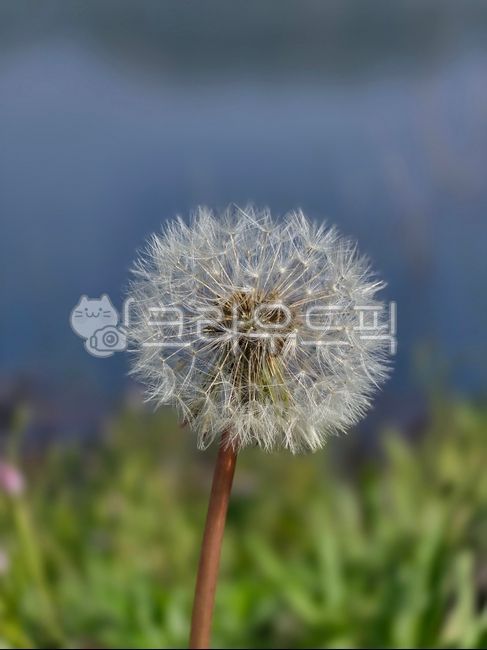 민들레,민들레꽃씨,민꽃식물,풀,식물,쌍떡잎식물,들풀,노란꽃,들꽃,야생화,홀씨