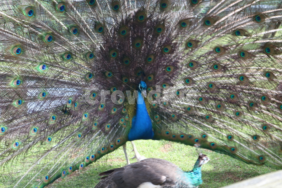 공작,공작새,peacock,새,bird,animal,동물,동물,animal,조류,새,birds