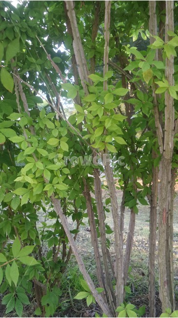 화살나무,노박덩쿨과,귀전우,횟닙나무,보대회나무,식물,자연,plants,nature,나무,trees,wood