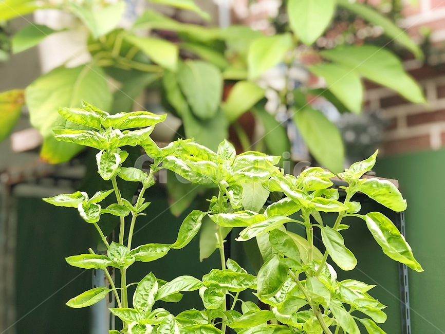 바질,허브,herbs,텃밭,basil