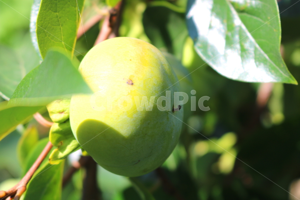 감,나무,감나무,식물,과일,열매,자연,식물,자연,plants,nature,과일,열매,fruit