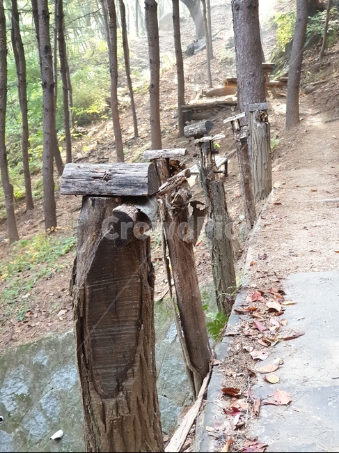 단풍나무,나무,단풍,오솔길,자연,plant,나무줄기,햇빛,나뭇잎,다리,고목